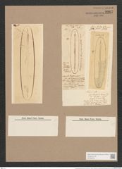 Frustulia lewisiana (Grev.) De-Toni (de-Toni-Nr.: Genus 19, Species 1161) Zeichnungen Sammlung Grunow Nr. 2267 (NHMW-BOT-W0369378)